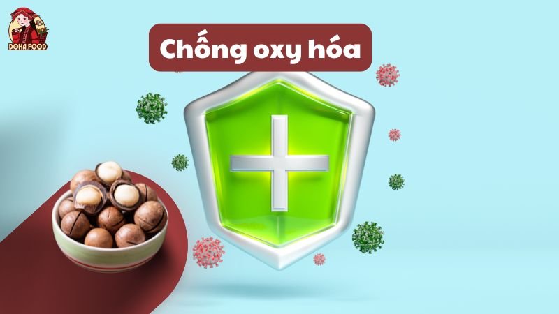 Hạt macca giúp chống oxy hóa