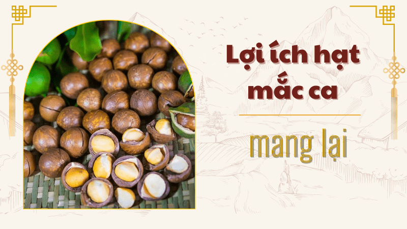 Các lợi ích mà macca đem đến