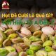 Hạt dẻ cười là quả gì?