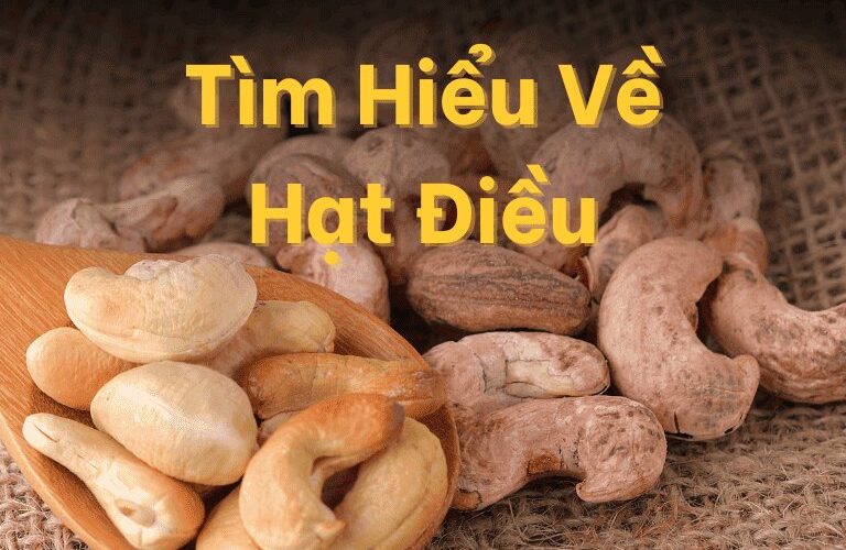 Hạt điều là gì