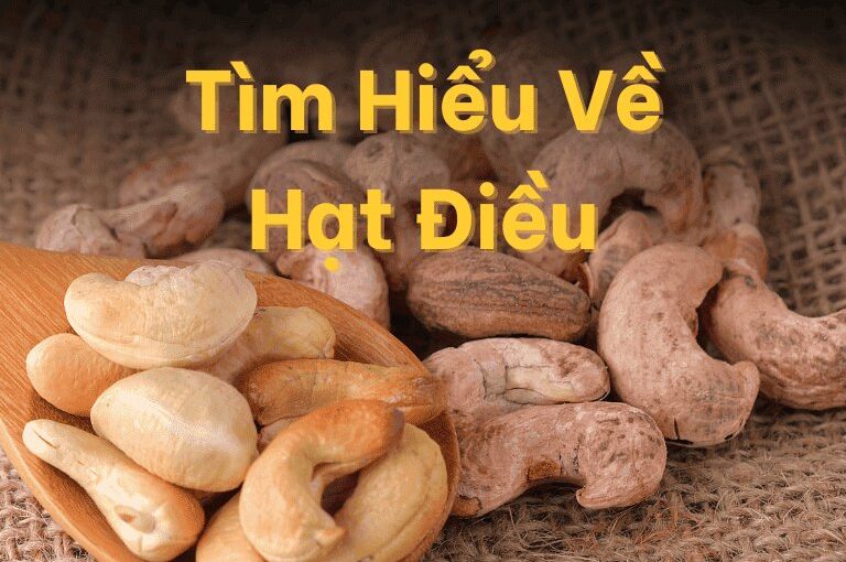 Hạt điều là gì