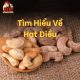 Hạt điều là gì