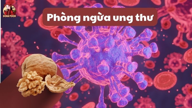 Tác dụng của hạt óc chó giúp phòng ngừa ung thư