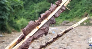 cách làm thịt trâu nướng tây bắc